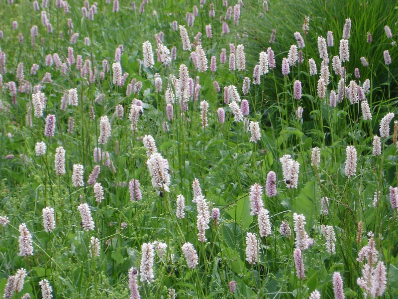 Natuurtuin - Inheemse planten - Biodiversiteit - Adderwortel - Moerastuin - Waterrijke flora